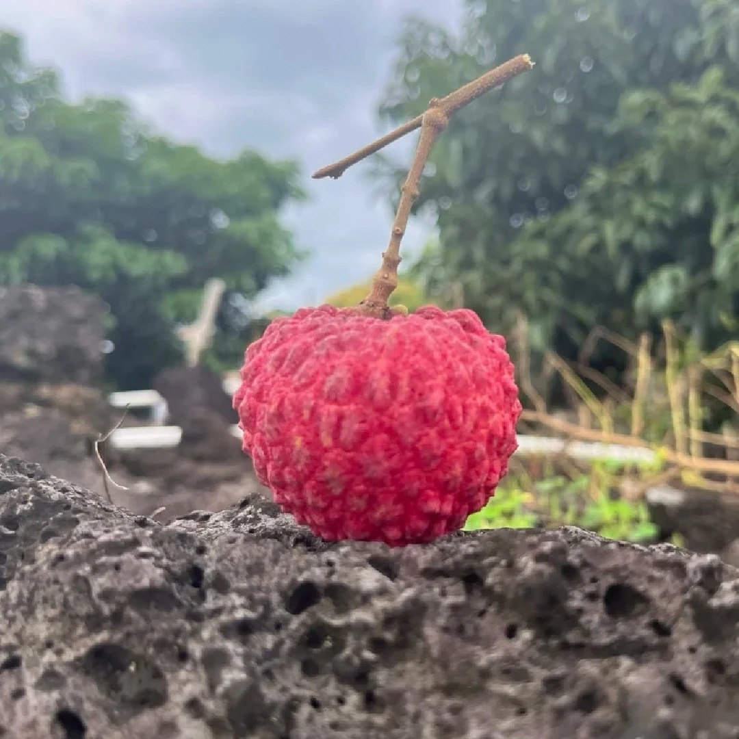 【种果果】海南永兴火山口荔枝王纯甜无酸汁水充盈3斤净重荔枝同城送新鲜