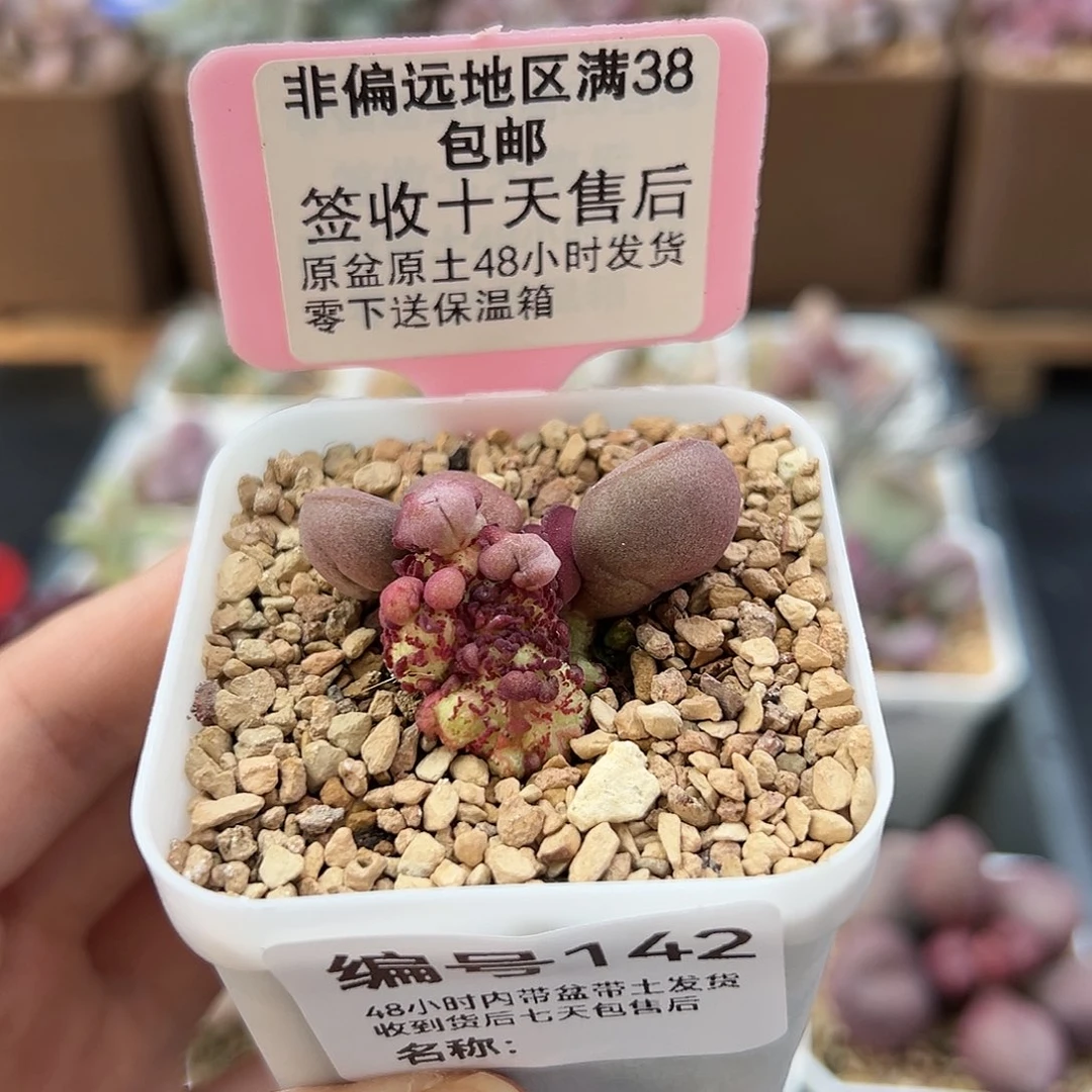 142白肌红蛋缀化多肉