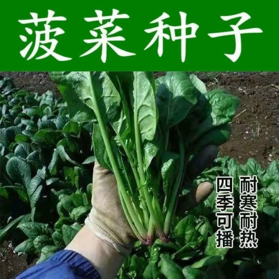 菠菜种子速生大叶菠菜籽高产耐热寒菠菜种籽四季蔬菜种子G