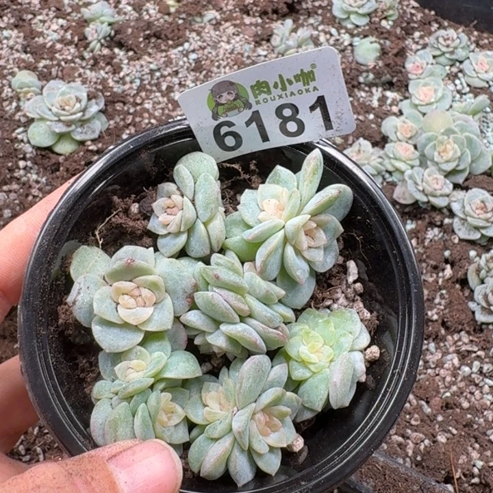 花***圆多肉植物多肉植物
