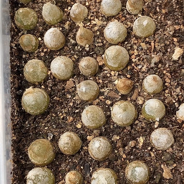 1338灯泡一盒一盒