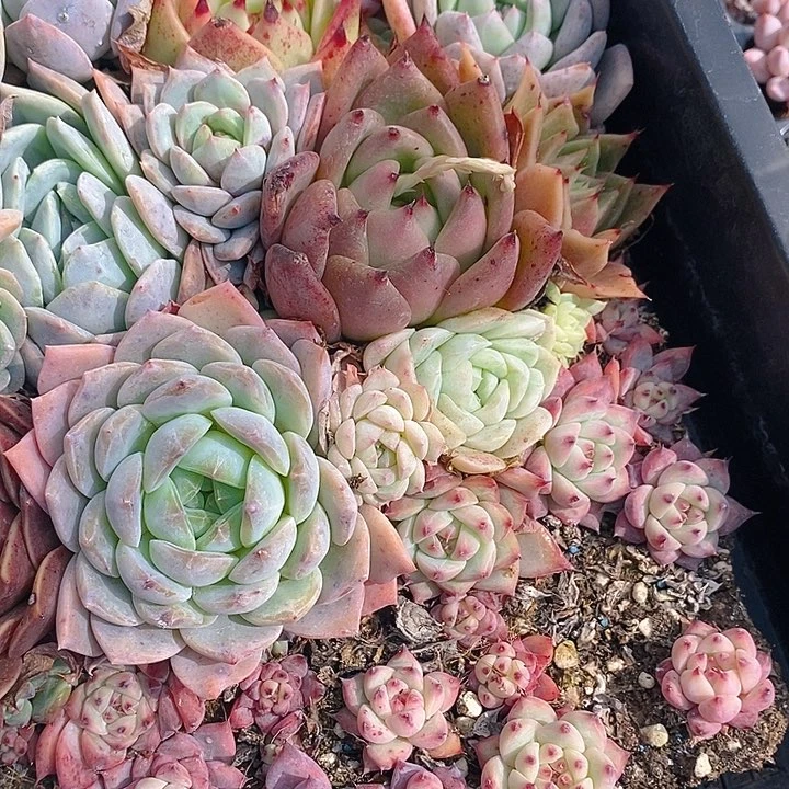 152 多肉植物盆栽花卉植物