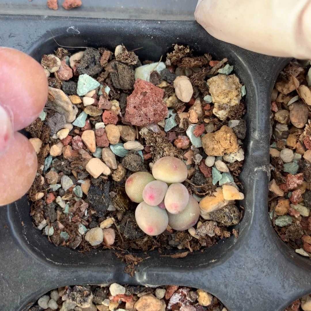 苹果奶酪多肉pingguon