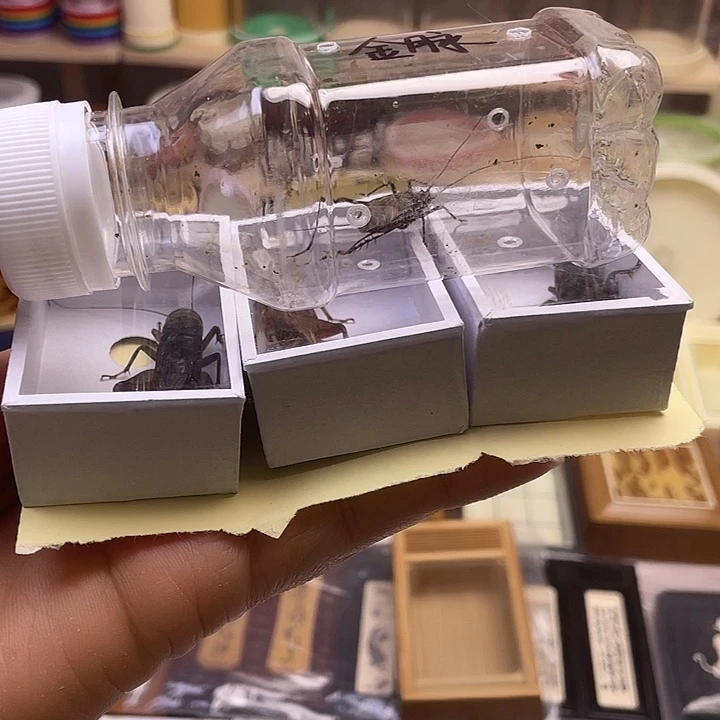 用***0短须金脉1油1组啊啊啊啊