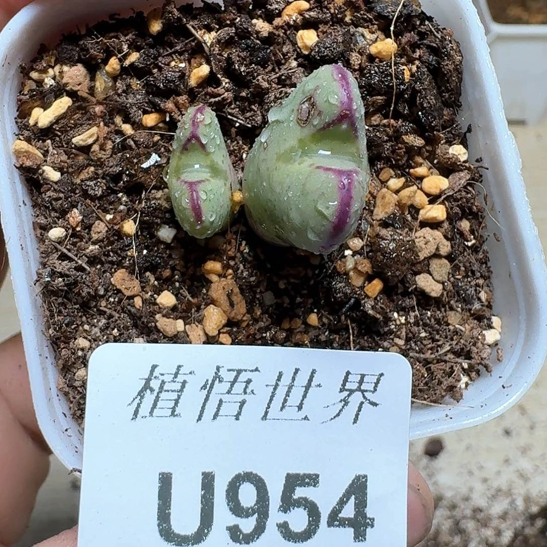 954号多肉W哇c g g h h