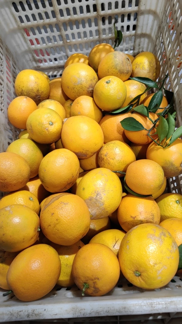 花皮果花皮果花皮果10斤装正宗赣南脐橙安远县发货