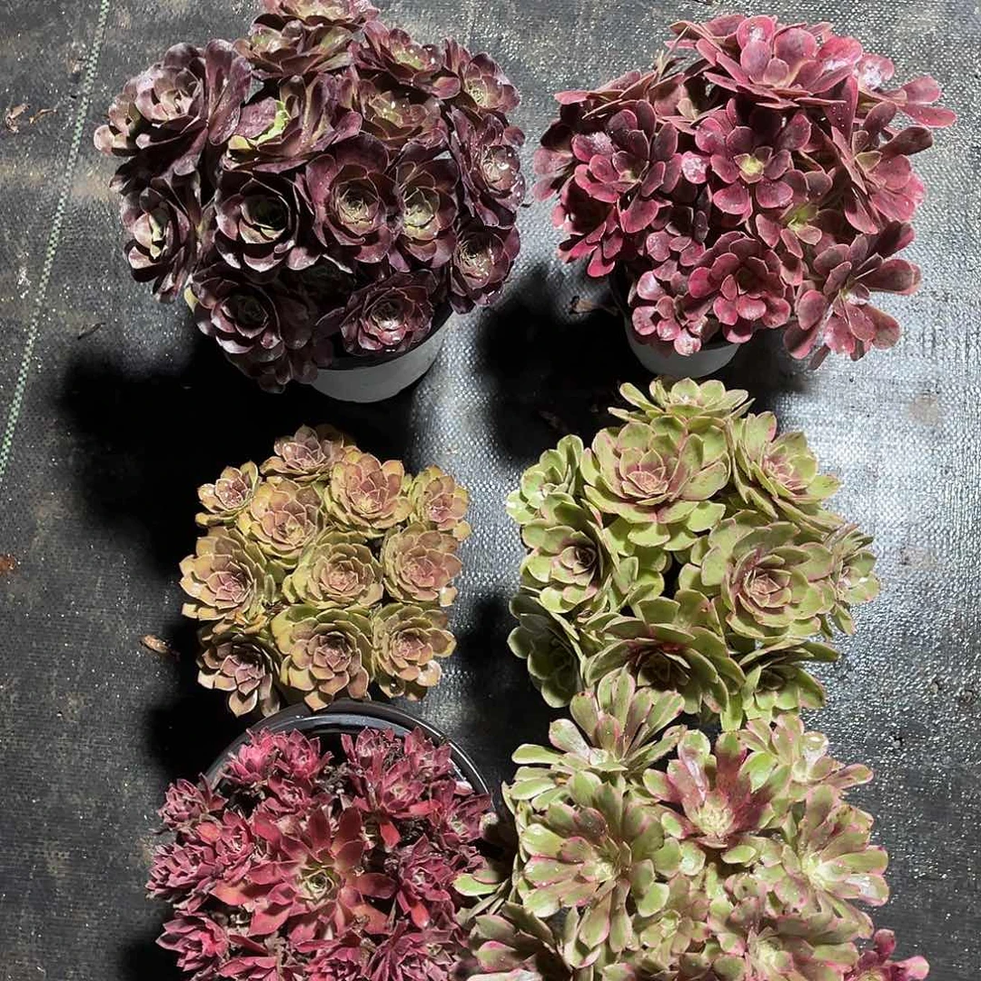 6颗法师80元漂亮漂亮