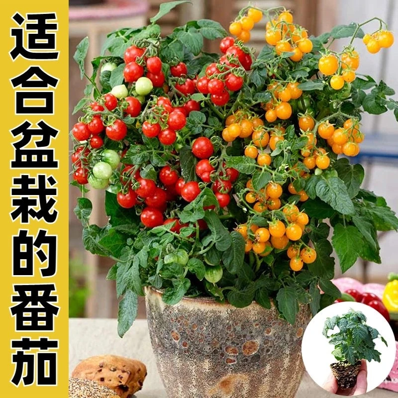 盆栽矮生番茄苗红黄黑千禧黑珍珠大粉番茄基地直发带土球