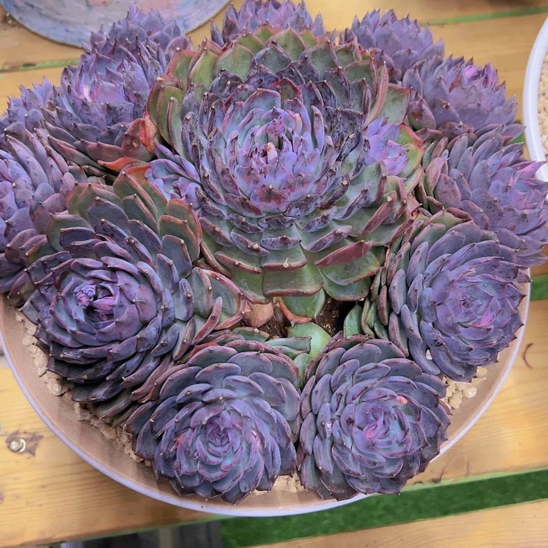 ?*然8888888888888888