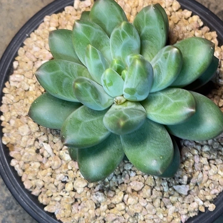 这么样我就不会生气咯我的卡布体