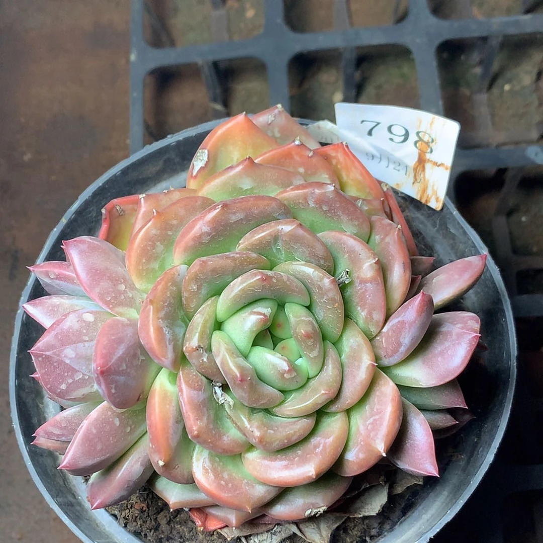 【闪购商品】云798号