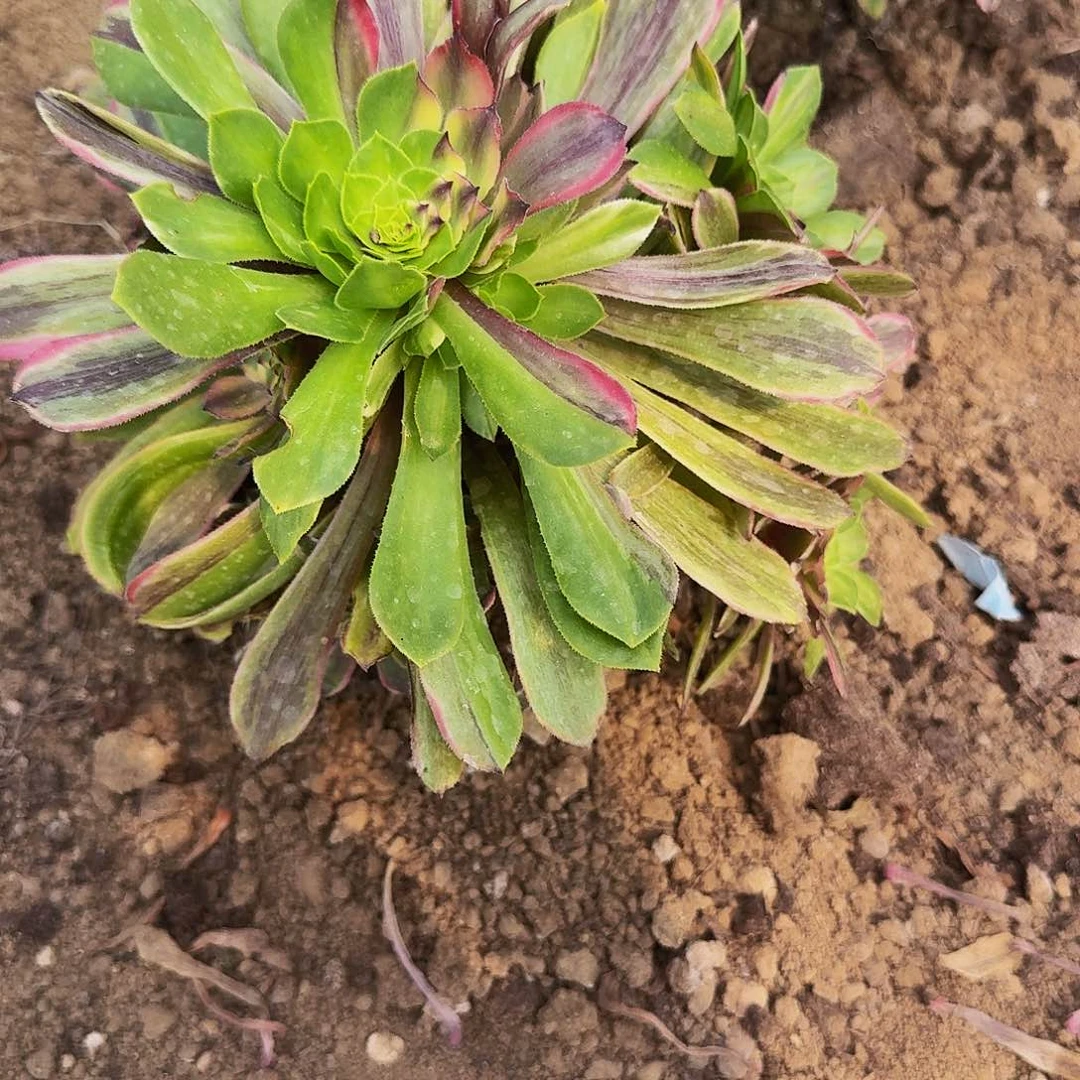 450花脸粉戴多肉法师的