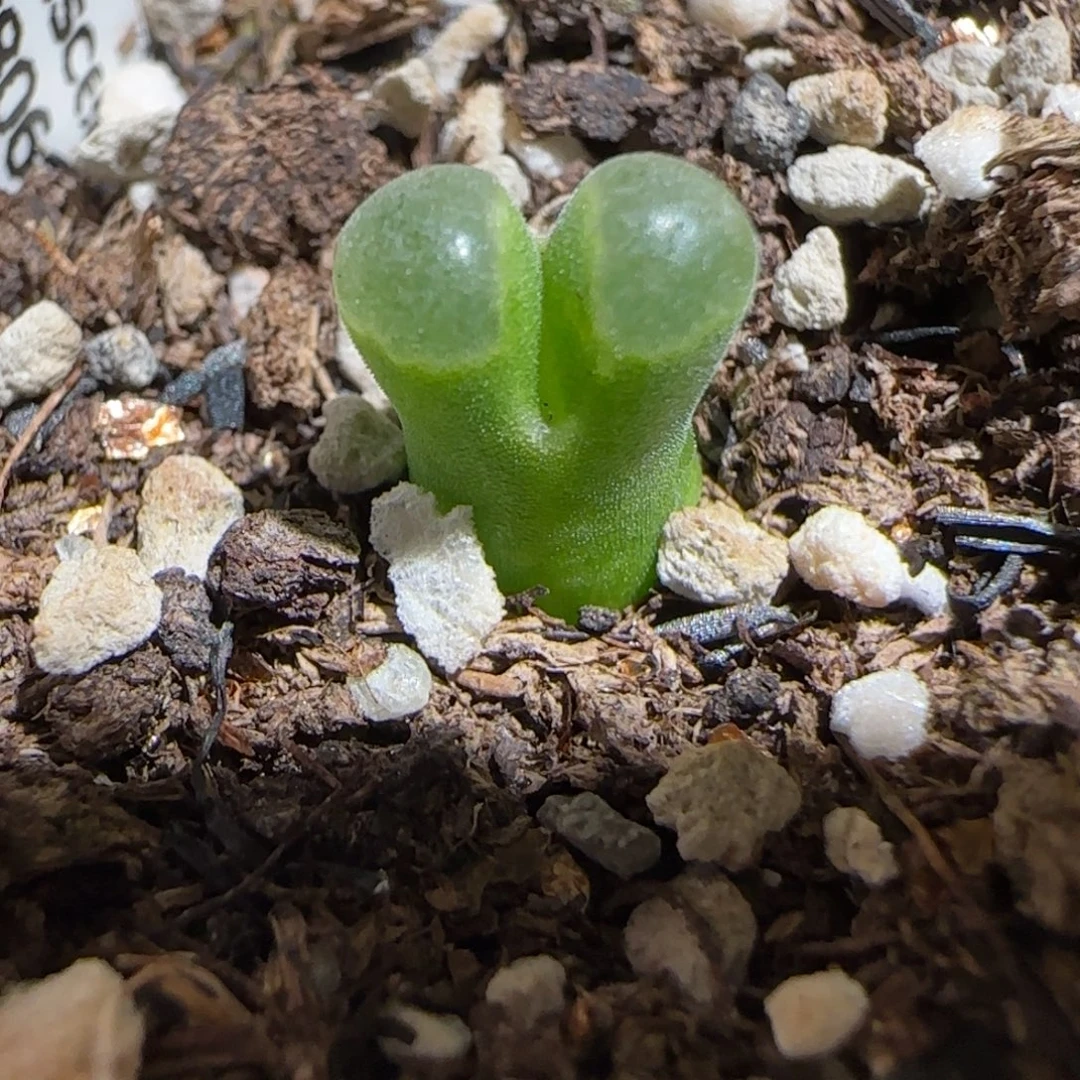 肉锥多肉植物组合-极窗845
