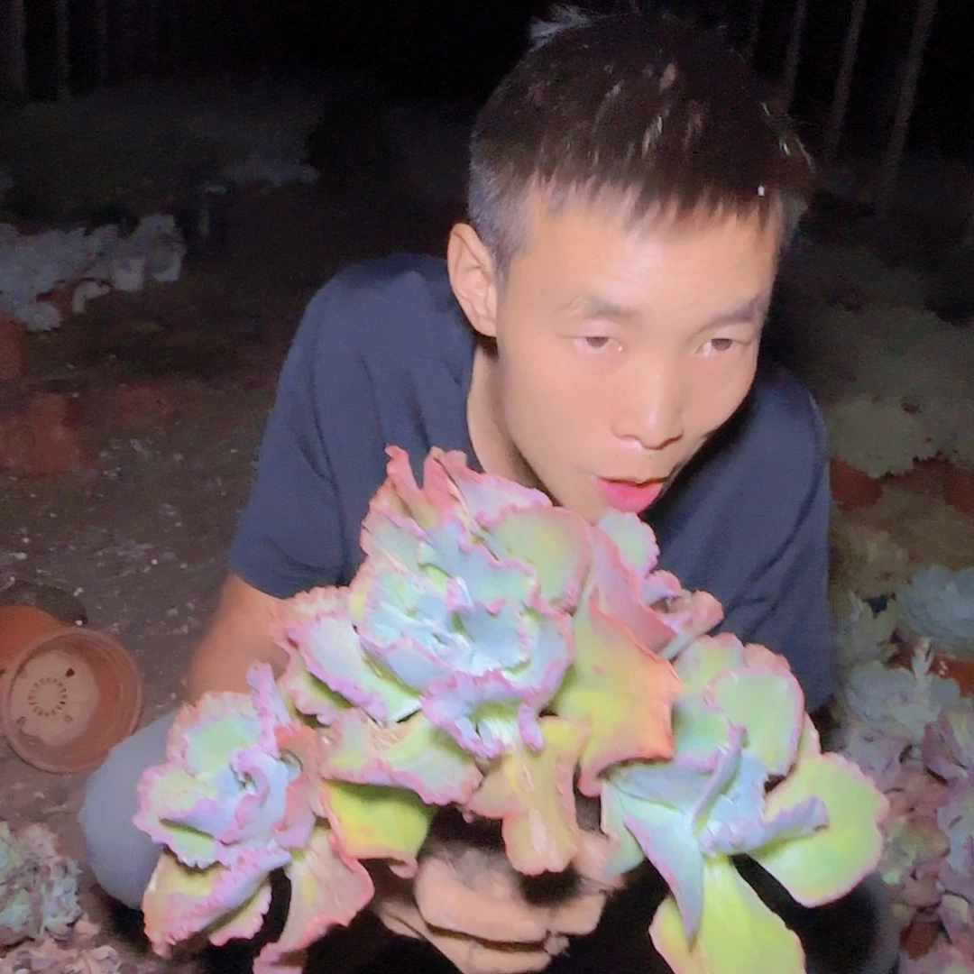 盆栽晚霞仙子多肉