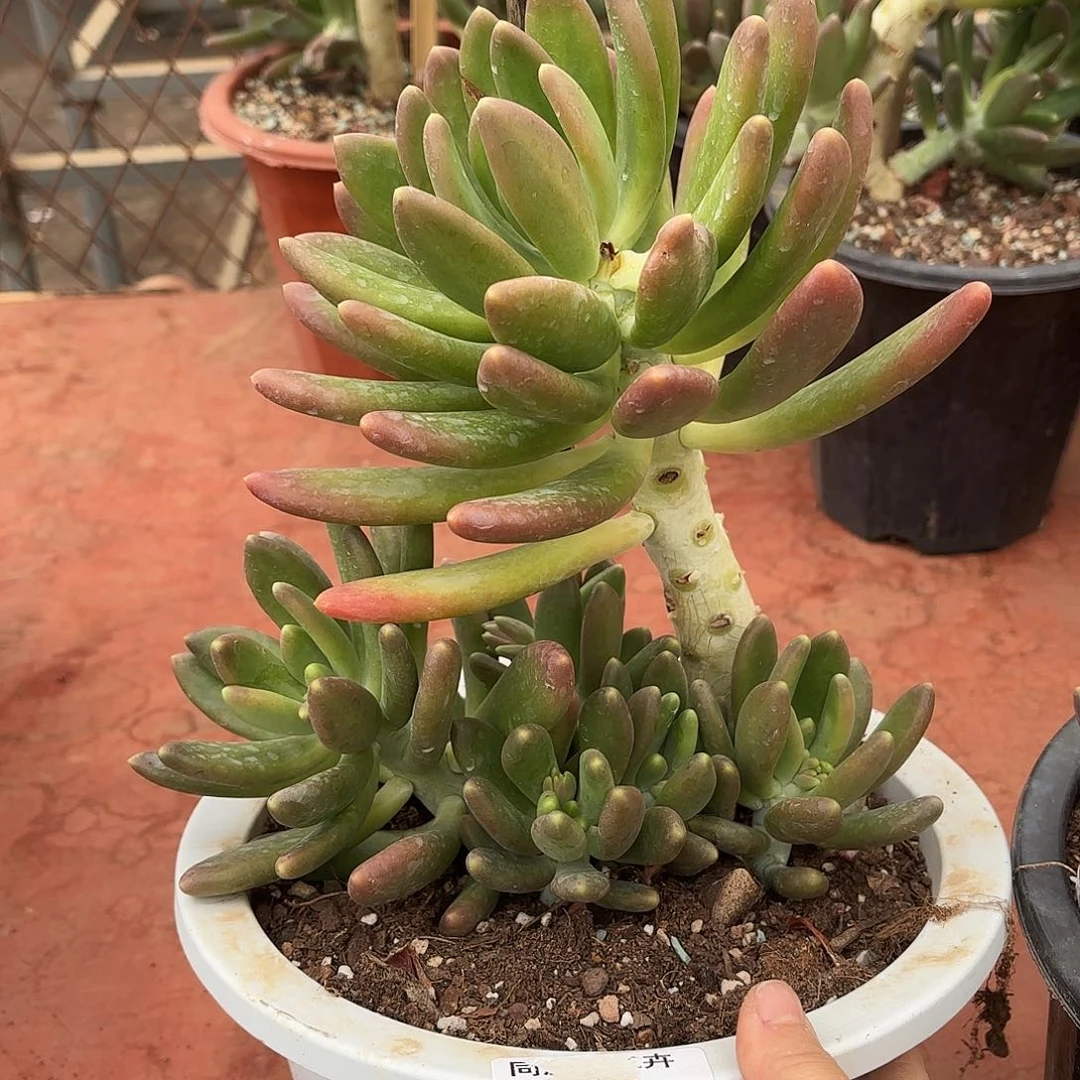 同温层多肉金蝉51