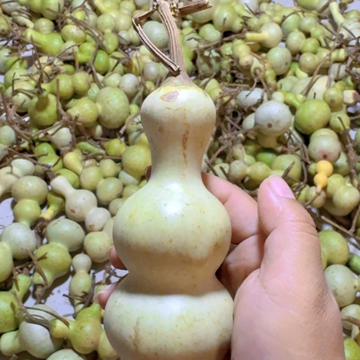 薛***青皮葫芦不保成不退不换