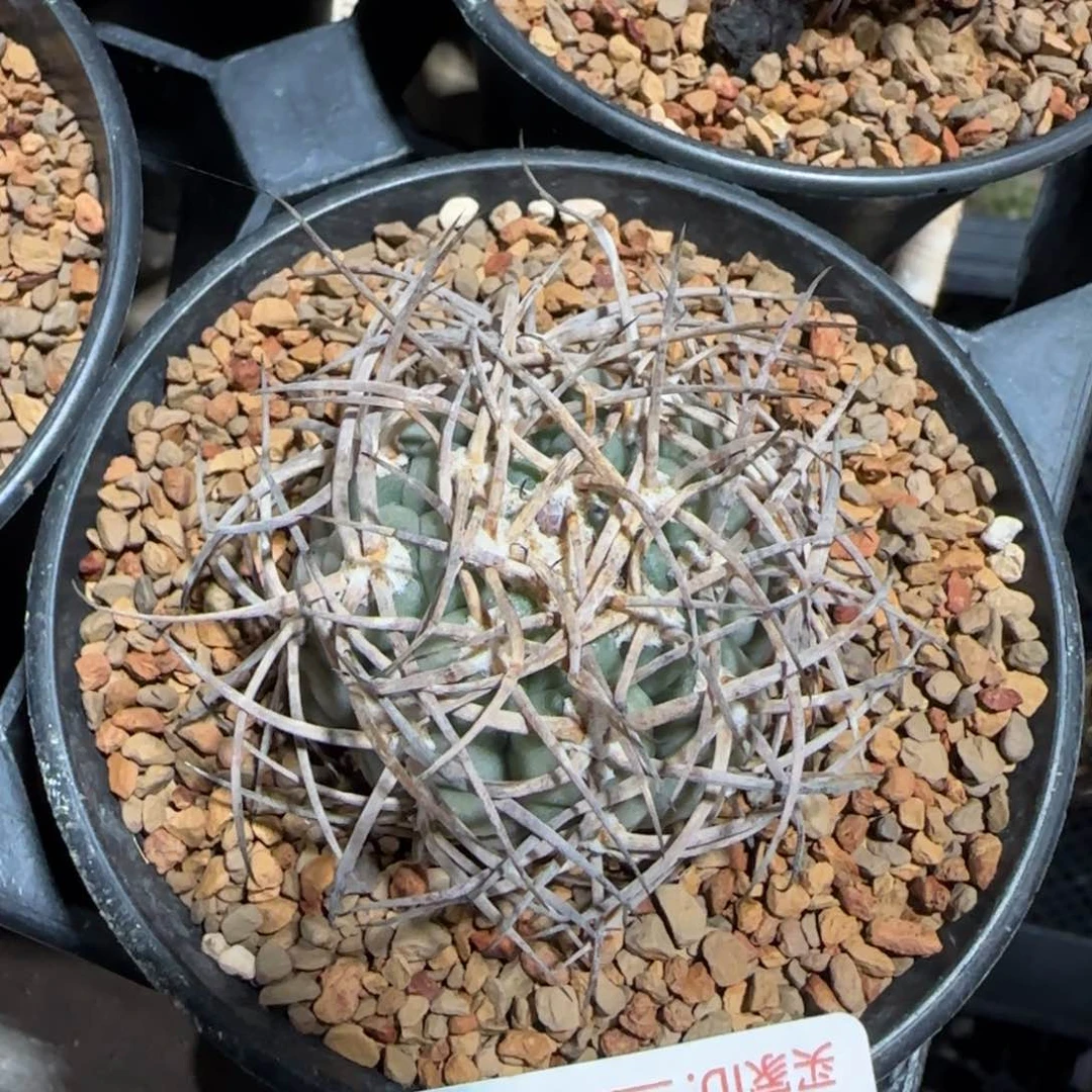 光淋 自根仙人球345