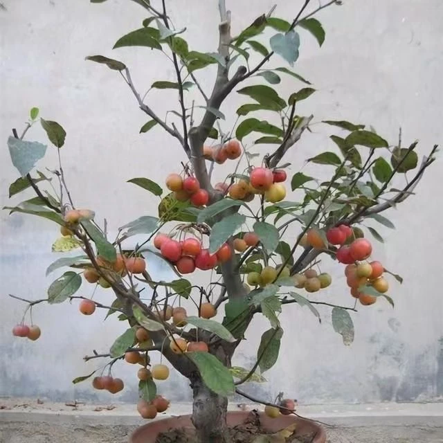 冬红果海棠花耐寒耐旱耐高温