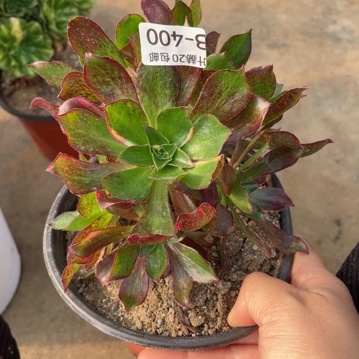 400魅影七彩多肉12344678元