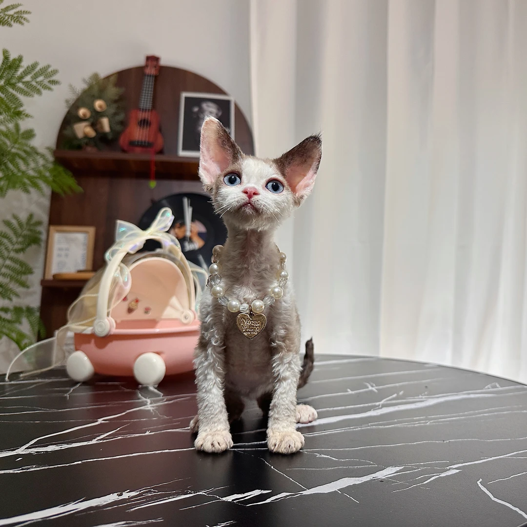 海豹开脸弟弟俊俊