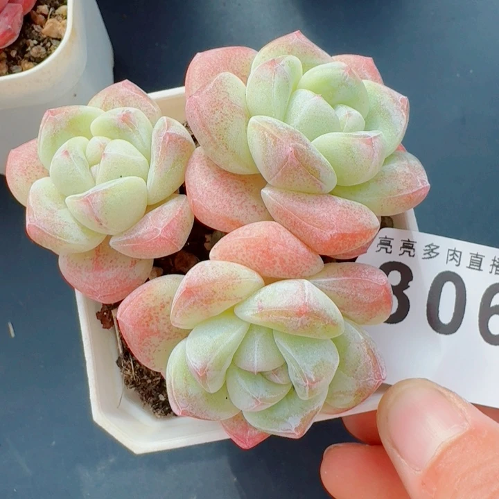 冰玉模特           精美多肉