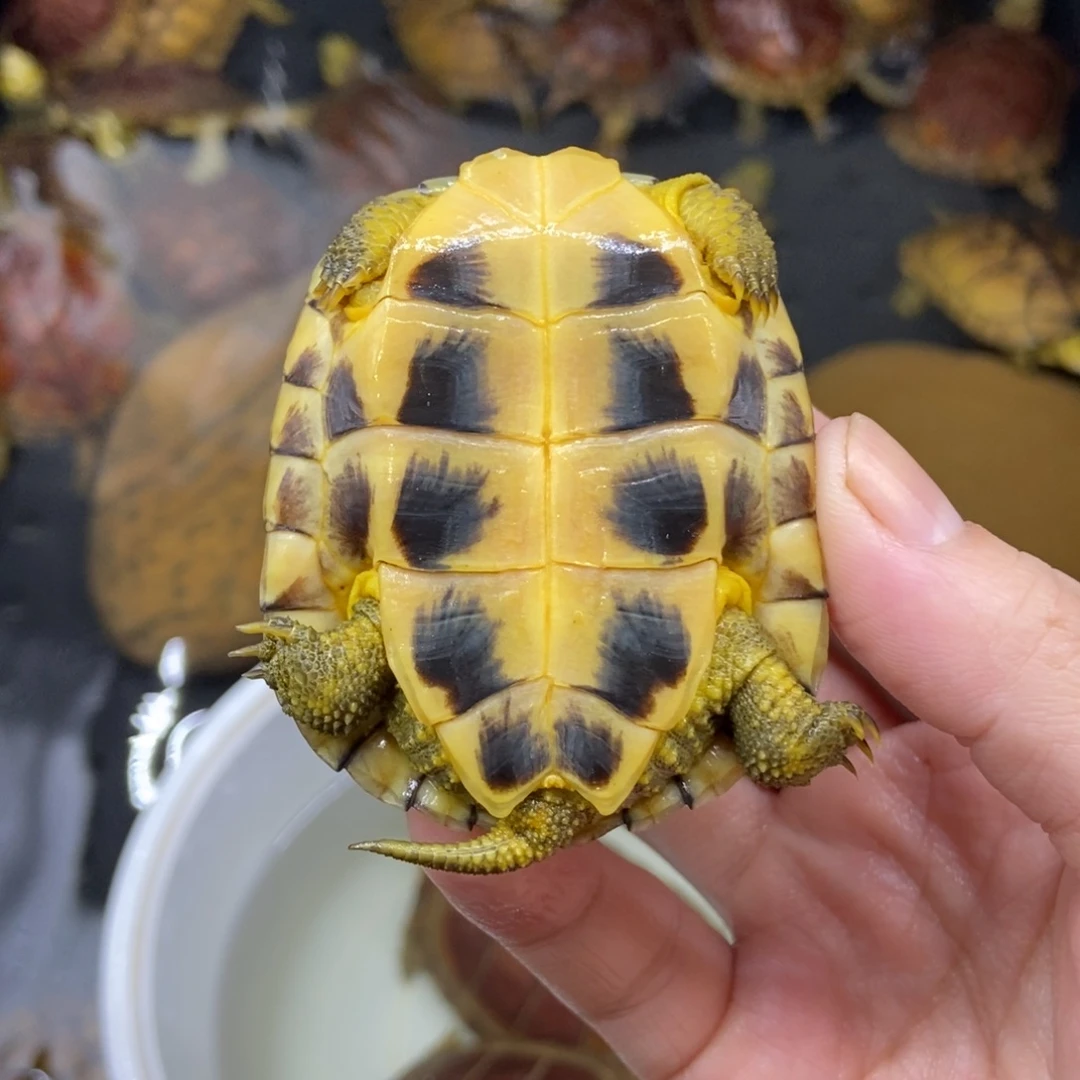 鲜***哥不分公母绿毛龟小青