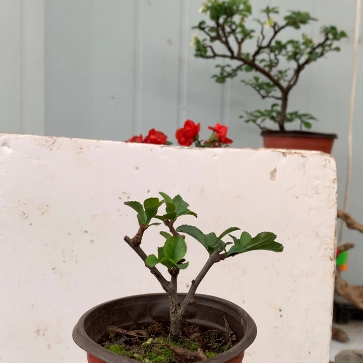 无花朵张**i随单....