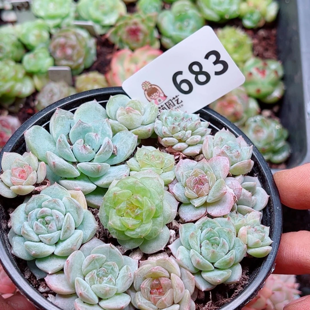 多肉植物多肉植物