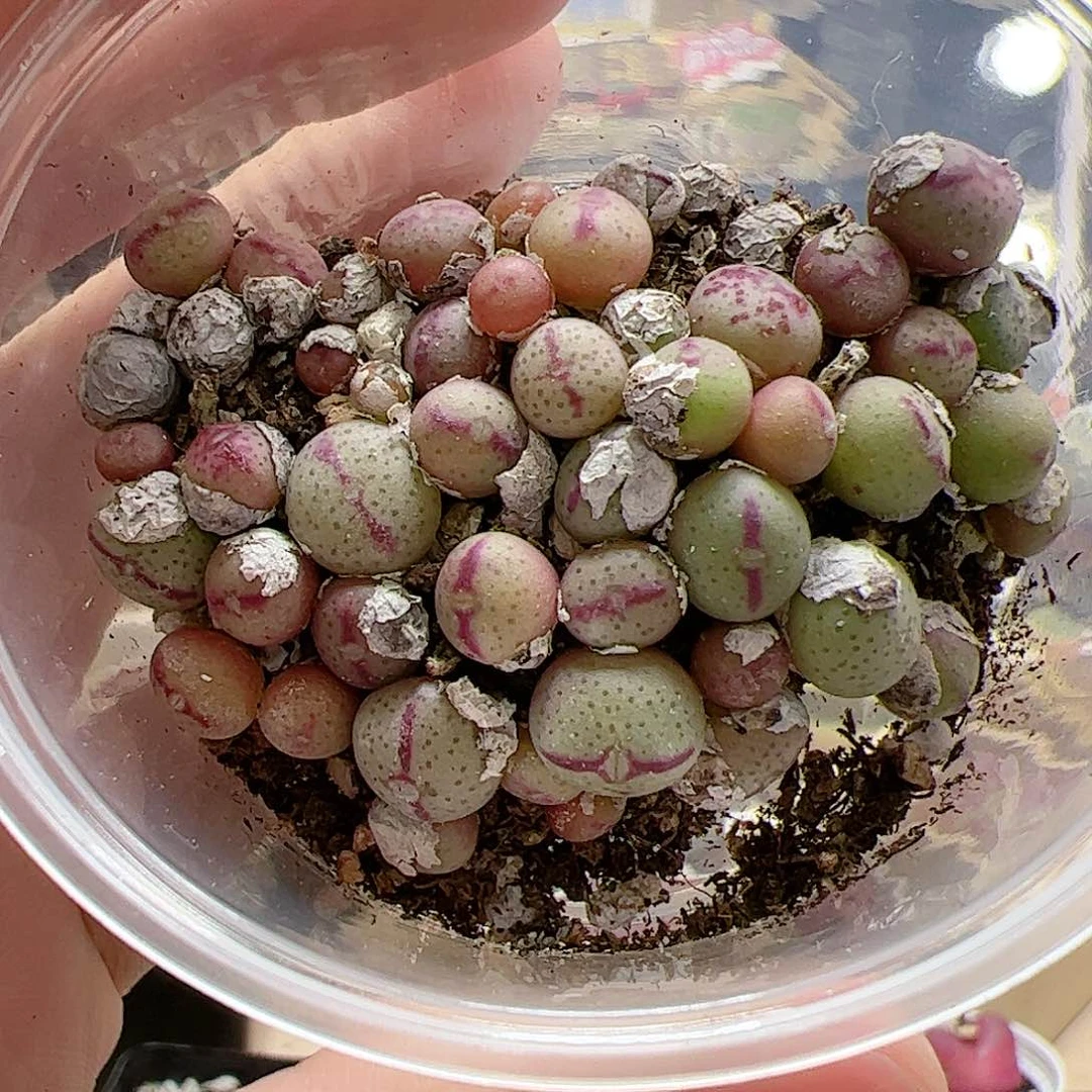 【闪购商品】93 少将