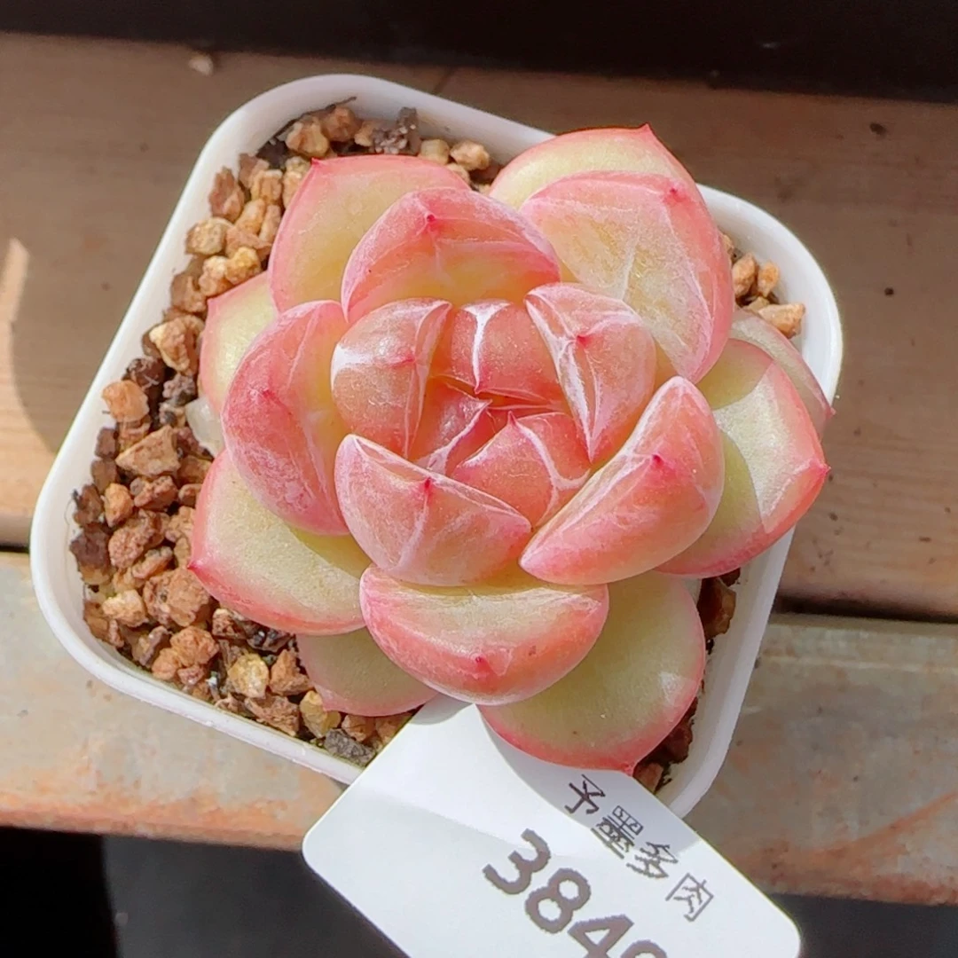 璇玑珍妮，3849多肉植物