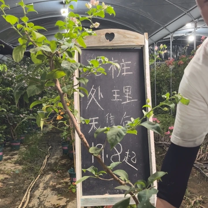 无花朵三角梅三角梅1137