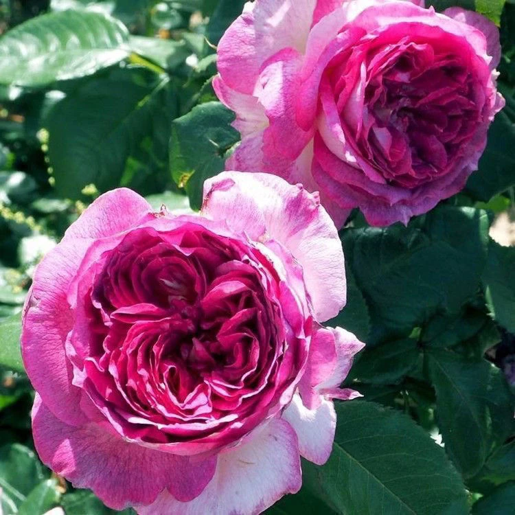 蓝莓蛋糕月季花苗大花玫瑰花苗蓝紫色阳台盆栽庭院四季开花植物