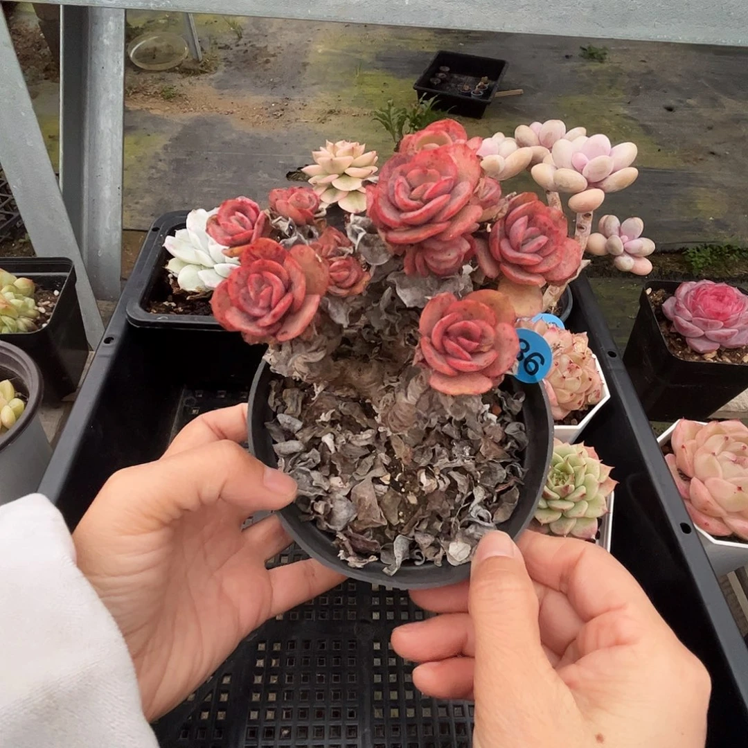 86 多肉脱土 群生不包整