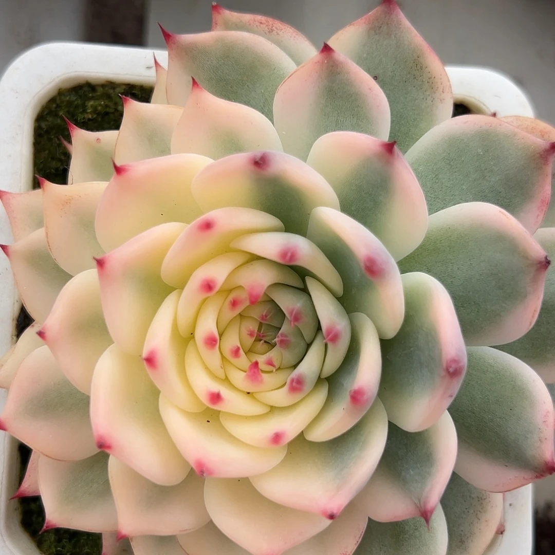 吉娃娃锦多肉植物