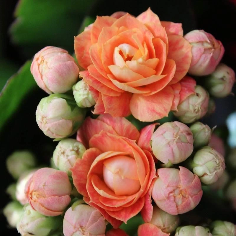 断花枝100盆昊景橙巴黎（一盆不发）