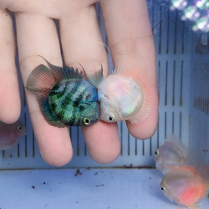 鹦鹉鱼宝蓝配白金迷你鹦鹉