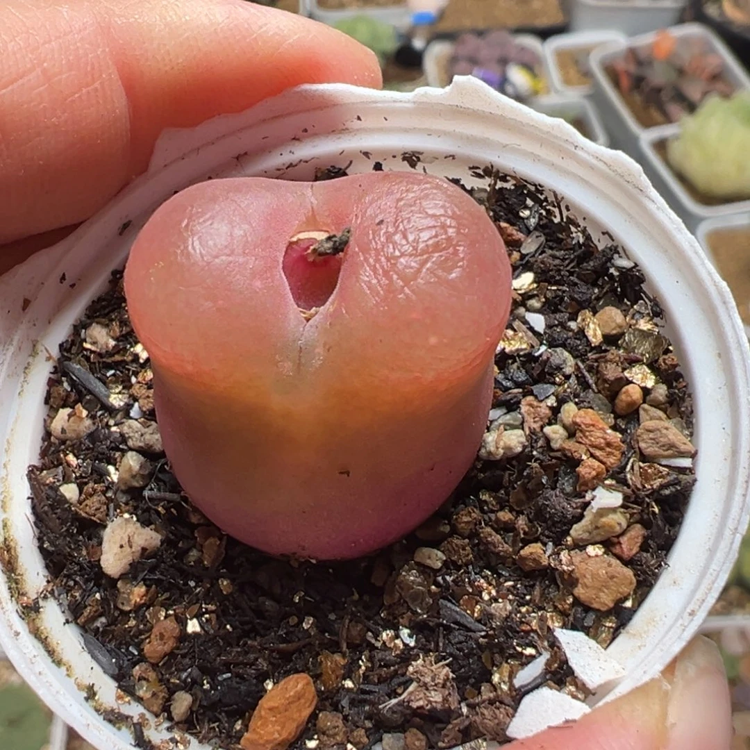 红宝石多肉植物百科6