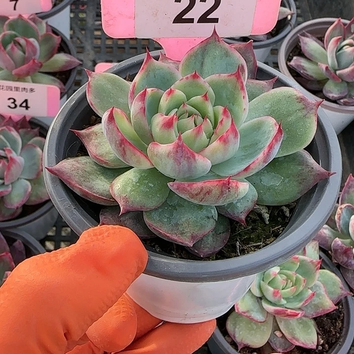 22 惊鸿仙子多肉植物6-9cm