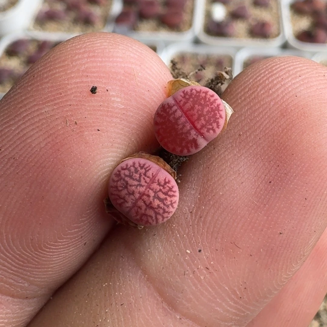 草****SF193恶魔果实紫日轮一年多