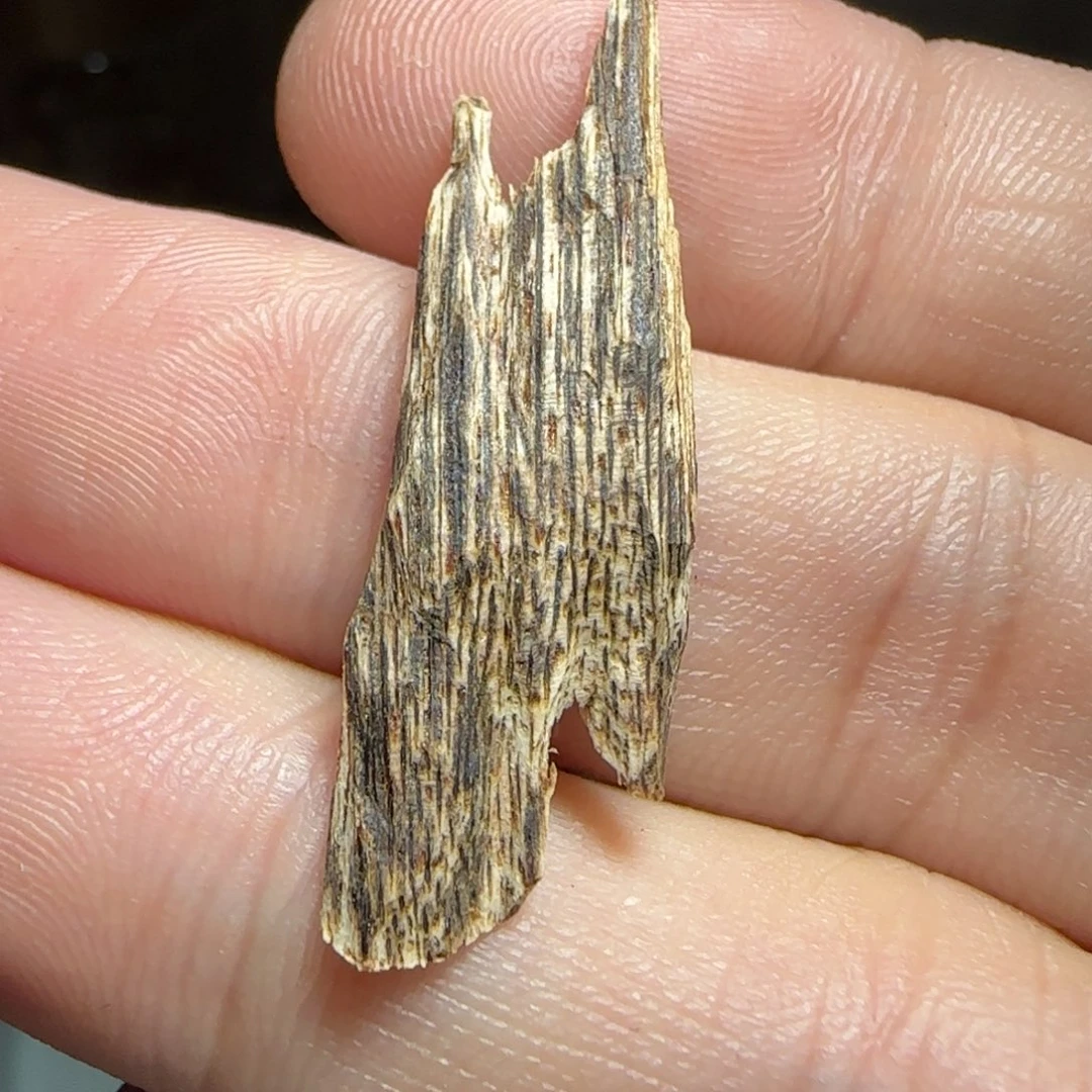 沉香碎屑沉香海南黎母山野白棋标本