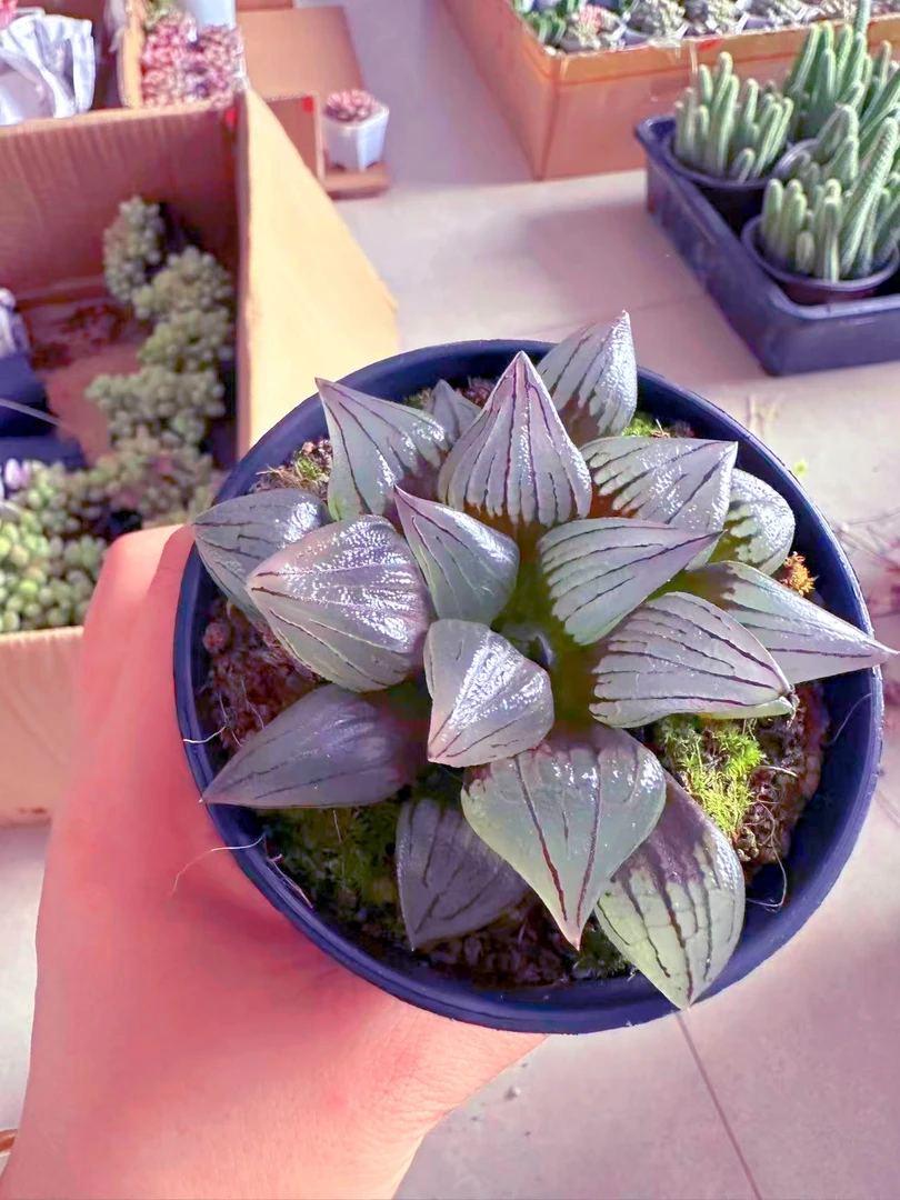 万象盆西瓜寿玉露多肉植物（满9.9元包邮发货）