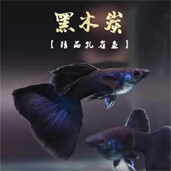 木炭黑大C孔雀鱼热带鱼观赏鱼小型鱼（报损需要开箱视频）