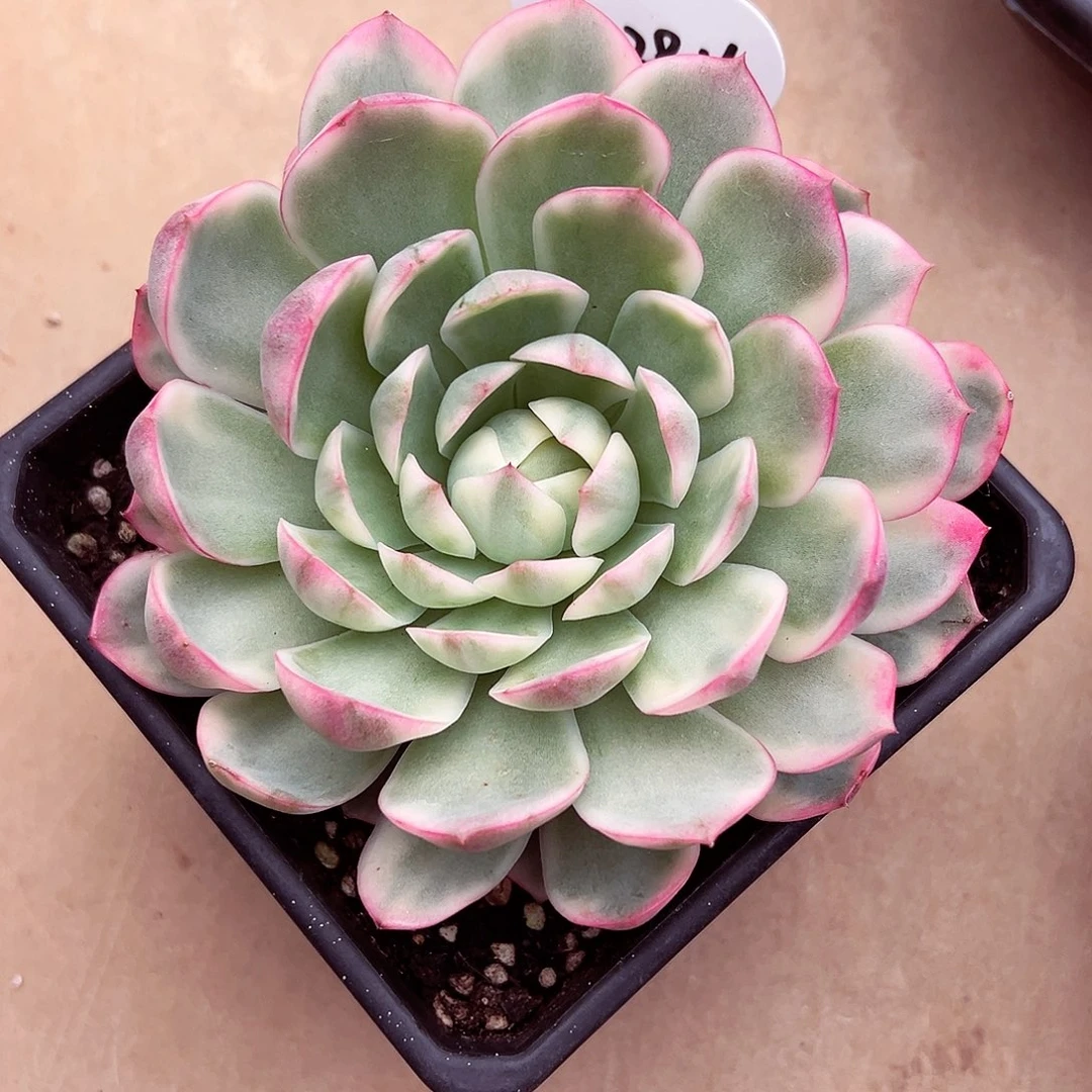 1028-16韩系水晶锦