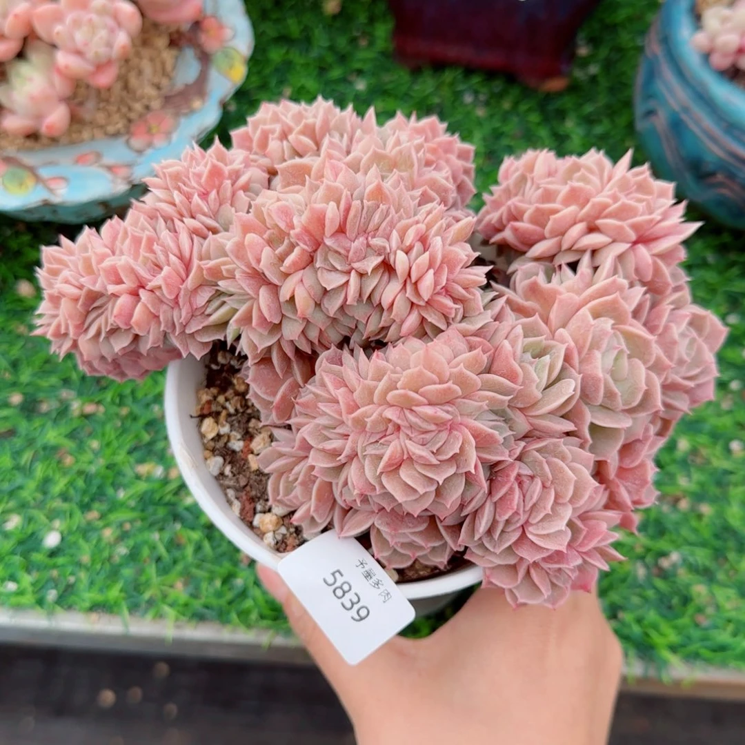 昂缀化，5839多肉植物