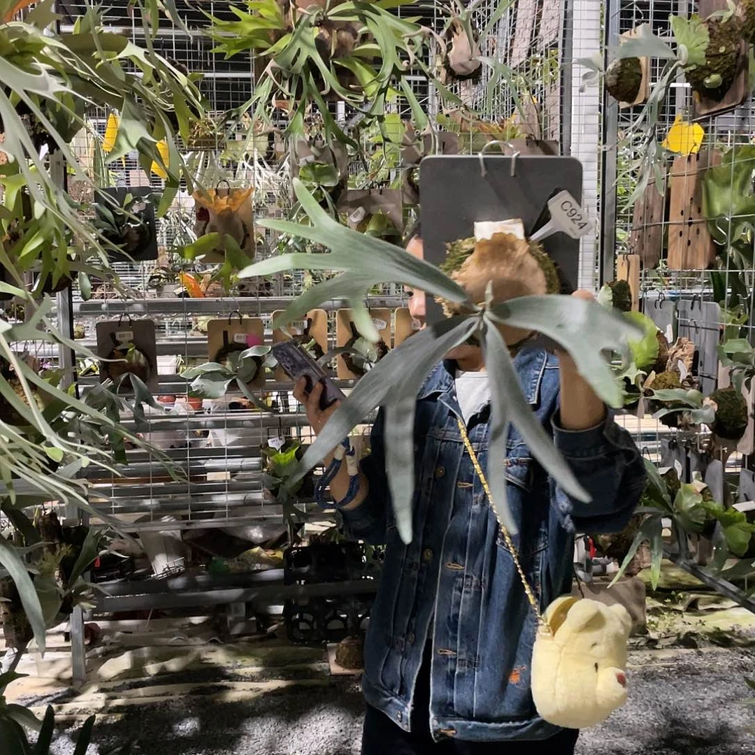 无花朵C924-白二歧