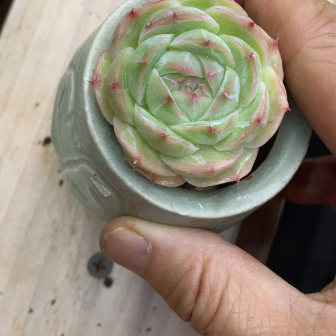 精品多肉一物一拍不包整153