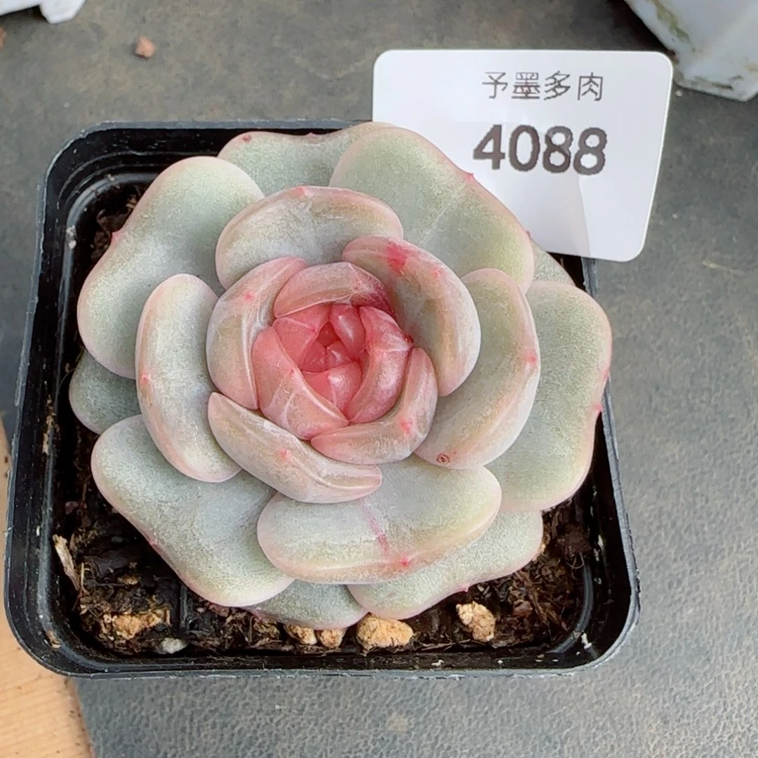 彩恋拉丝锦，4088多肉植物