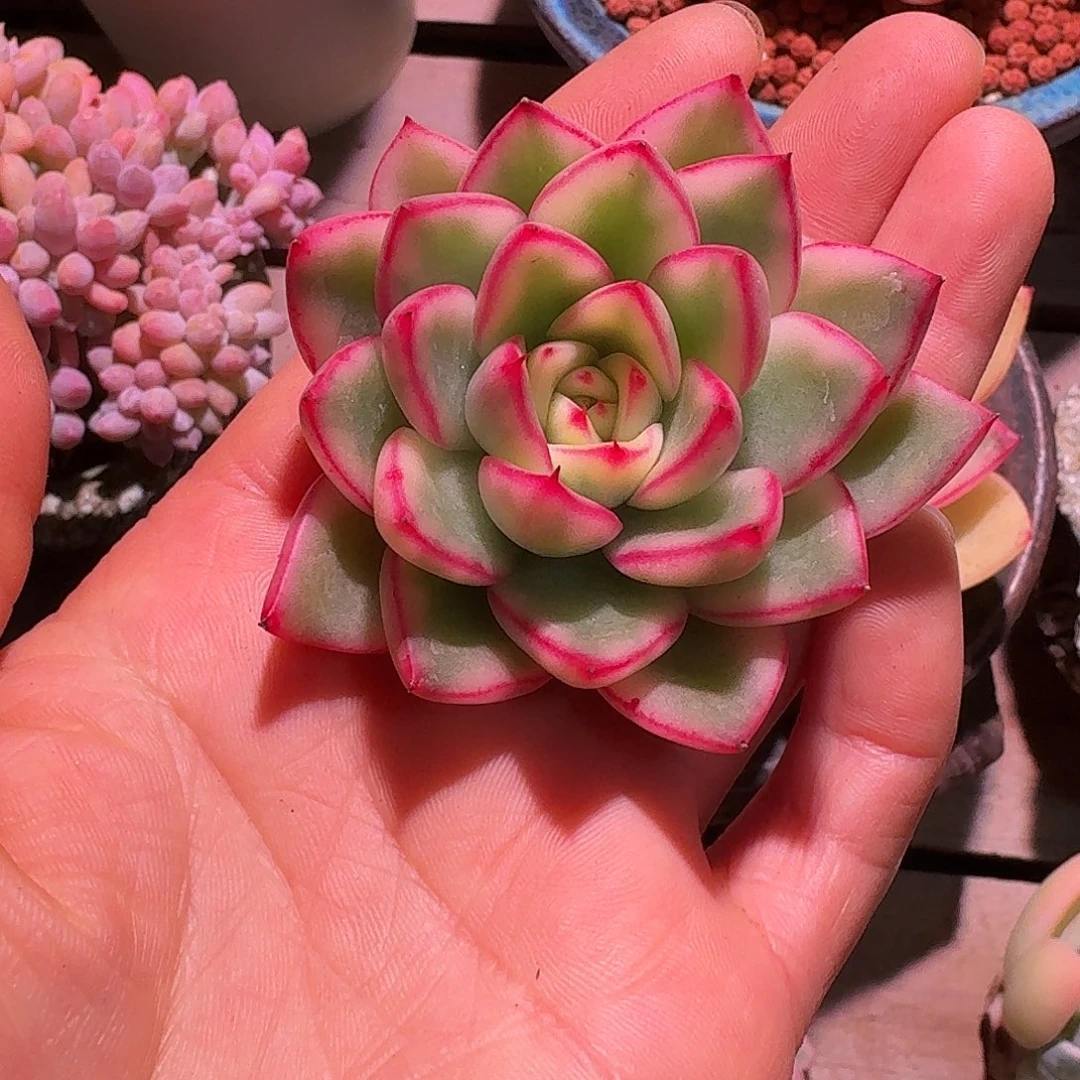 阿斯娜锦多肉多肉