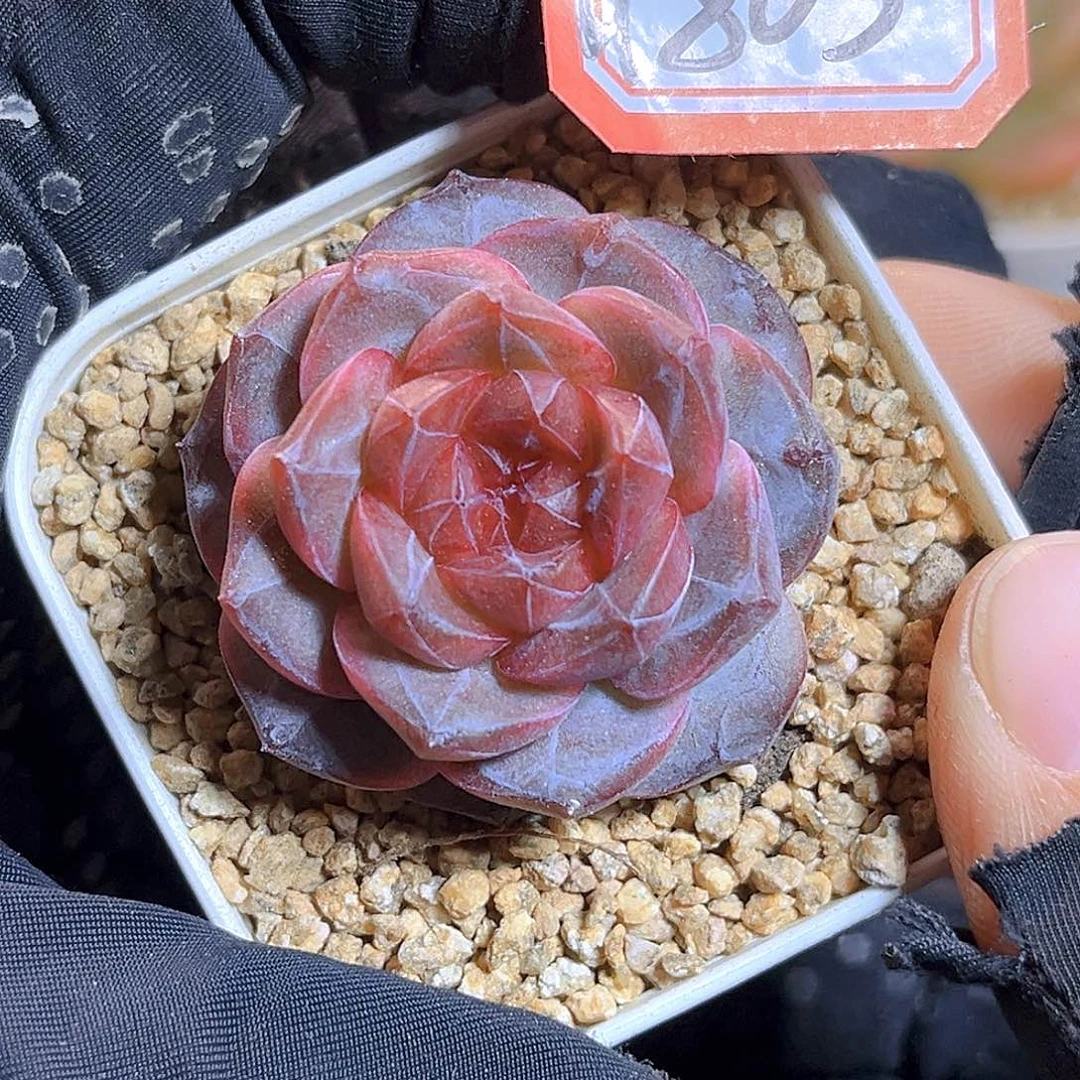 G805  珍妮上新18包邮