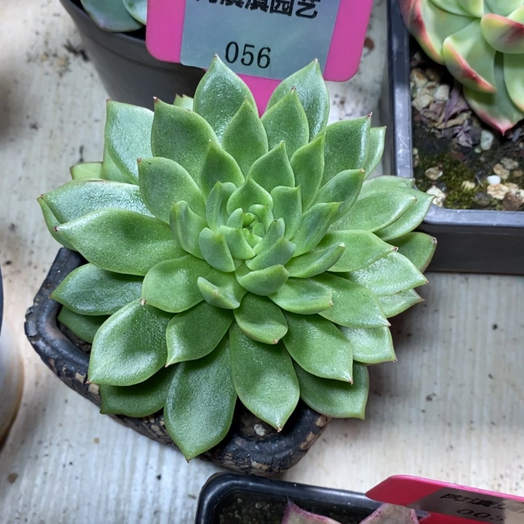 x056-抢拍福利 东云